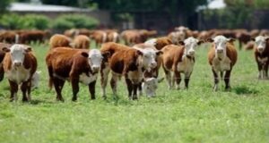 Retos para el mercado ganadero a futuro