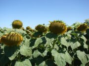 Nuevos girasoles con más aceite y mejor rendimiento