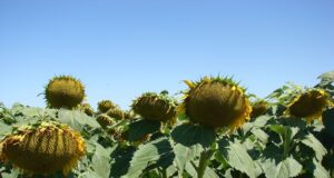 Nuevos girasoles con más aceite y mejor rendimiento