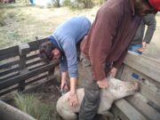 Hoy 6 de agosto los agrónomos y veterinarios celebran su día