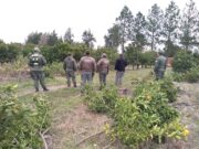 Se eliminaron 9 mil plantas cítricas en Corrientes para prevenir el HLB