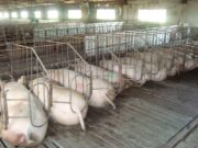 Esta semana se podría firmar un acuerdo con China por la producción de cerdos