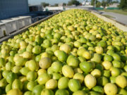 Con una carga de 48 toneladas China abrió su mercado a los limones argentinos