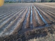 Iniciativa de producción integral de la agricultura familiar en Luján