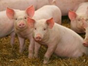 Con tecnología trabajamos menos y mejora el bienestar animal