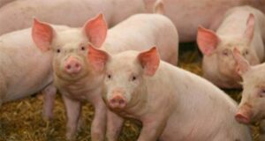 Con tecnología trabajamos menos y mejora el bienestar animal