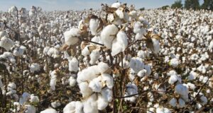 Presentan tres nuevas variedades de semilla algodón