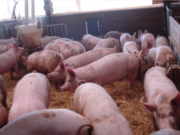 Provincias del norte se preparan para aumentar la producción porcina
