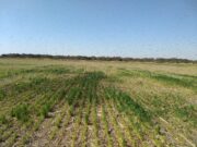 Langosta: acciones conjuntas en el norte de la provincia de Córdoba