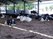 Cambios y desafíos por la producción de leche bajo cubierta en Córdoba