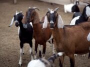 Agricultura de la Nación aporta para el desarrollo caprino cordobés