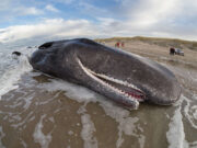 Menos ballenas en el Mar Argentino: Greenpeace revela las causas y responsables