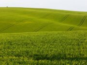 La proyección de la industria semillera argentina hacia el mundo