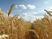 Argentina recupera mercado en Brasil para exportación de trigo