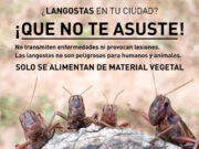 Las langostas no representan riesgo para las personas y los animales