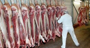 Consideran que se debe subir el peso de faena de los cerdos