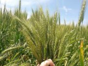 Actualizan el Monitor de Estimaciones Agrícolas