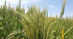 Actualizan el Monitor de Estimaciones Agrícolas