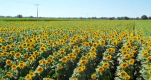 El área a sembrar con girasol baja 200.000 hectáreas y el estado del trigo se deteriora