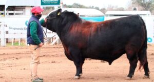 Pagaron un millón y medio de pesos por “Mbappé”, el gran campeón Angus