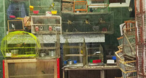 Villa Mercedes: el gobierno rescató 46 aves que sufrían tráfico ilegal