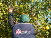 Mosca de los Frutos: consejos para cuidar los frutales durante el invierno