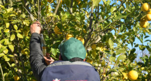 Mosca de los Frutos: consejos para cuidar los frutales durante el invierno