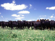 Capacitación virtual gratuita sobre manejo de la brucelosis bovina