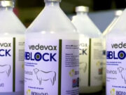 Diarrea Viral Bovina: la vacuna argentina se venderá en Perú