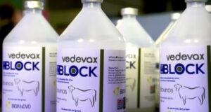 Diarrea Viral Bovina: la vacuna argentina se venderá en Perú