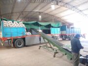 Senasa certificó 20 mil kilos de papas que salieron de Candelaria a Chile