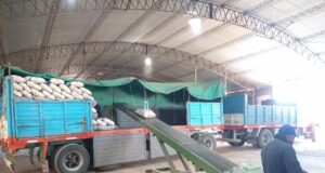 Senasa certificó 20 mil kilos de papas que salieron de Candelaria a Chile