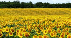 Las lluvias traen alivio parcial a los cultivos de trigo y girasol