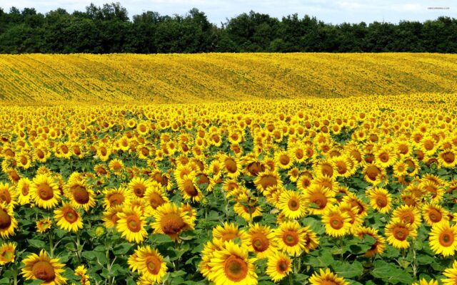 04 - 09 - girasol