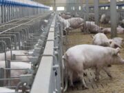 Piden que se modifiquen puntos del acuerdo con China por los cerdos