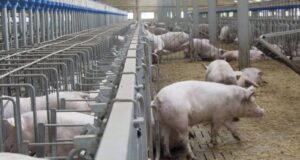 Piden que se modifiquen puntos del acuerdo con China por los cerdos