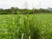 Control de sorgo de Alepo en los cultivos de maíz y soja