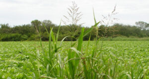 Control de sorgo de Alepo en los cultivos de maíz y soja