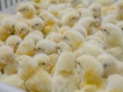 Senasa controló más de 26 mil aves importadas desde Brasil a San Luis