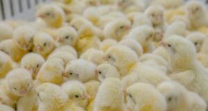 Senasa controló más de 26 mil aves importadas desde Brasil a San Luis