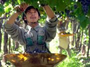Mendoza: esperan a 40 mil trabajadores golondrina para la cosecha 2021