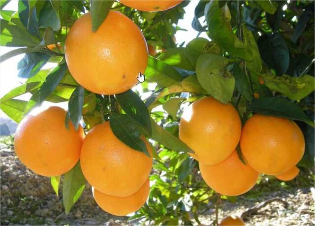 15 - 09 - naranjas