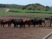Los campos ganaderos vacunos se redujeron el 32,5% desde 2002