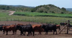 Los campos ganaderos vacunos se redujeron el 32,5% desde 2002