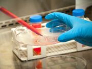 Construyen una biblioteca de nanoanticuerpos de llamas contra la COVID-19
