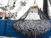 Aprueban cambios a la Ley Federal de Pesca para aumentar las sanciones a la pesca ilegal