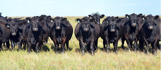 18 - 09 - aberdeen Angus cumple 100 años