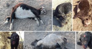 Más de 30 animales muertos: preocupan los ataques de jaurías de perros en la zona de Merlo
