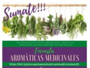 Las aromáticas en la lupa de INTA, mediante una encuesta pública