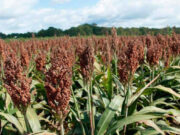 El sorgo, motivo de una jornada el miércoles 23